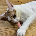 遊ぶの大好き！瞳の綺麗な茶白男子