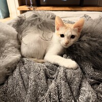 はく