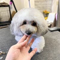 アル