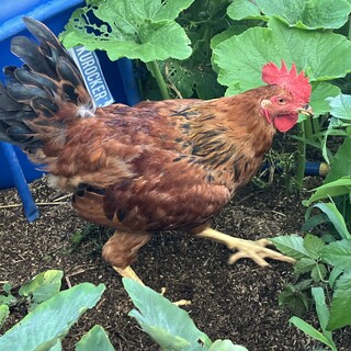 元気な雄鶏の里親を募集！