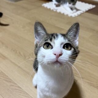 キリッとしたお顔のイケメンくん
