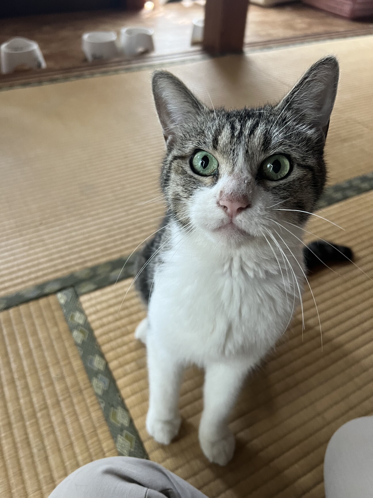 愛嬌のかたまり！ドラミちゃん☆の写真