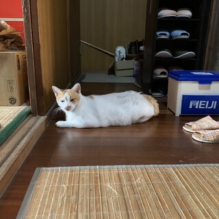 緊急募集