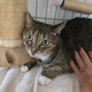 白足袋のチャイロ子ちゃん
