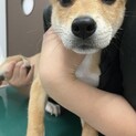 大怪我からの復活えっほちゃん