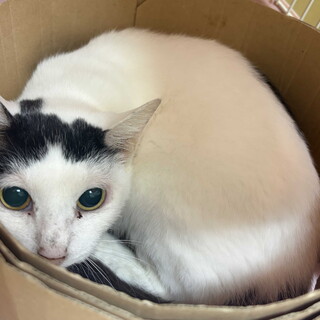 猫馴れ抜群ステップ嬢