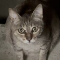 肝っ玉かぁさんの新しい家族を探しています