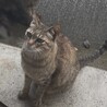 肝っ玉かぁさんの新しい家族を探しています サムネイル2
