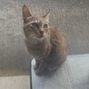 肝っ玉かぁさんの新しい家族を探しています サムネイル3