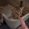 激カワ！甘えん坊すぎ　キジサビmix  2ヶ月 サムネイル2
