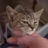 激カワ！甘えん坊すぎ　キジサビmix  2ヶ月 サムネイル3