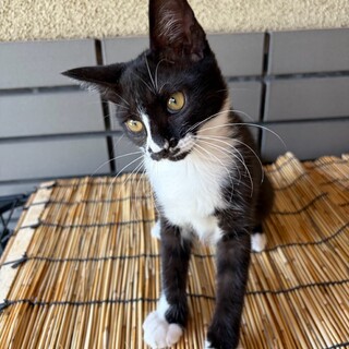 おひざ猫♡白黒靴下ちゃん♡3ヶ月