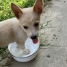 人が大好き甘えん坊のオス子犬 サムネイル7
