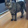 体の大きい大人しいイケメンキジトラくん！ サムネイル2