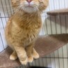 8ヶ月毛長茶トラ兄弟 サムネイル2