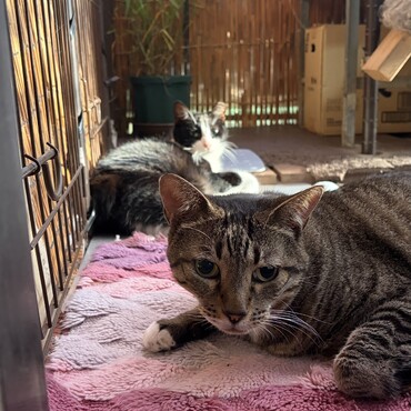 豪雨に地震に猛暑(・・;)九州より被害は少ないですが…ニャンルーチーさん心配ありがとうm(_ _)m