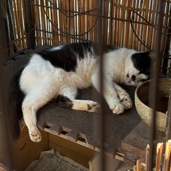 「ブチコさん」サムネイル2