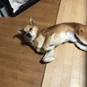 愛媛県の大三島で野良犬生活していた子です