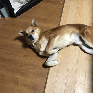 愛媛県の大三島で野良犬生活していた子です