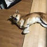 愛媛県の大三島で野良犬生活していた子です サムネイル1