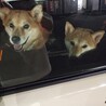 愛媛県の大三島で野良犬生活していた子です サムネイル2