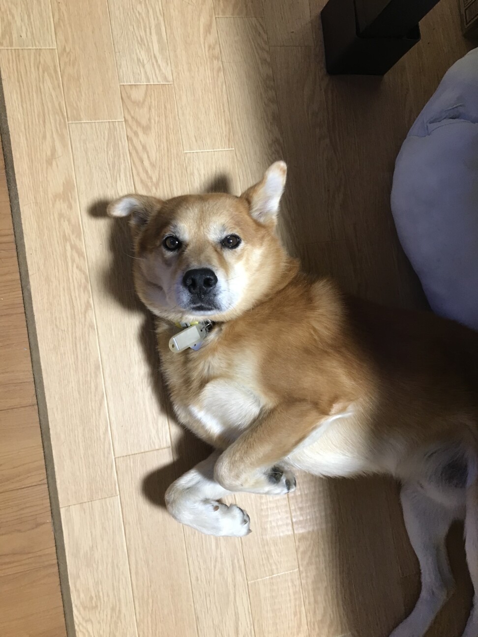 愛媛県の大三島で野良犬生活していた子です サムネイル3