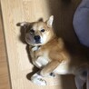 愛媛県の大三島で野良犬生活していた子です サムネイル3
