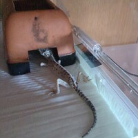 ティブ