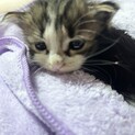 生後1ヶ月 里親になってくれる方探しています