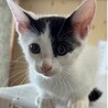 【保護猫】2ヶ月　3匹兄妹　