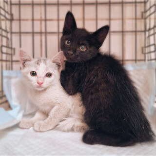  仲良しきょうだい❤️ういろう＆きんつば