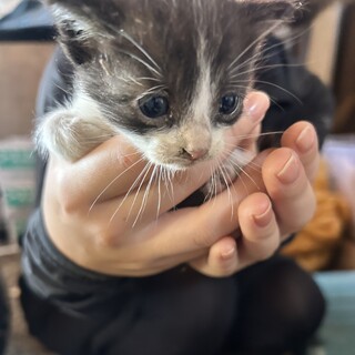 生後1ヶ月 ハチワレねこ 