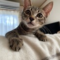犬猫にもフレンドリー！甘えん坊なかつおの家族募集中