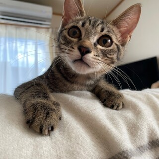 犬猫にもフレンドリー！甘えん坊なかつおの家族募集中