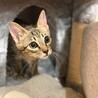 犬猫にもフレンドリー！甘えん坊なかつおの家族募集中