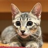 犬猫にもフレンドリー！甘えん坊なかつおの家族募集中