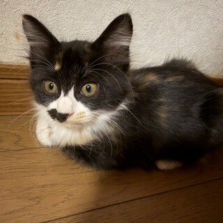 可愛い長毛黒三毛ちゃん