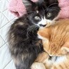 可愛い長毛黒三毛ちゃん サムネイル2