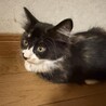 可愛い長毛黒三毛ちゃん サムネイル3