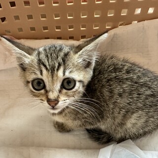 とっても甘えん坊でかわいいキジトラの女の子