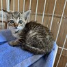 とっても甘えん坊でかわいいキジトラの女の子 サムネイル4