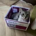 甘えんぼで可愛い長毛くん
