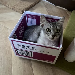 甘えんぼで可愛い長毛くん