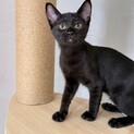 元気いっぱい走るの大好き！黒猫の女の子