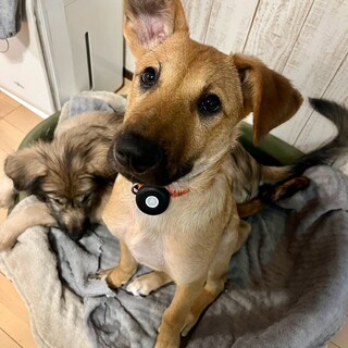 野犬の仔＊コウモリ耳のアベル