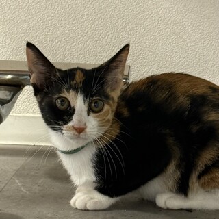 すりすりゴロゴロふみふみミケちゃん
