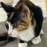 すりすりゴロゴロふみふみミケちゃん サムネイル2