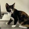 すりすりゴロゴロふみふみミケちゃん サムネイル3