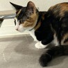 すりすりゴロゴロふみふみミケちゃん サムネイル4