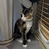 すりすりゴロゴロふみふみミケちゃん サムネイル5
